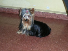 tarzan de beasara /tel. 615259160)